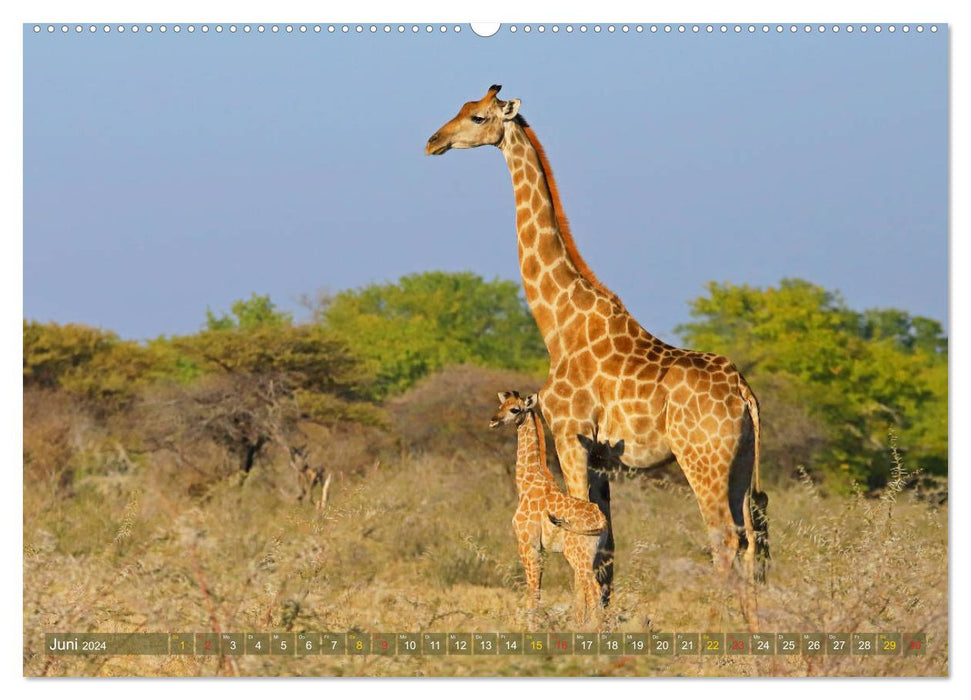 Girafes - douceur et grâce (Calendrier mural CALVENDO 2024) 