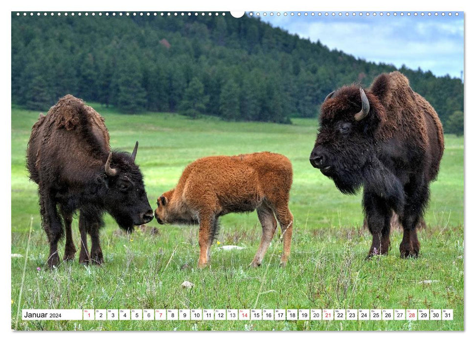 TATONKA Le bison d'Amérique du Nord (Calvendo Premium Calendrier mural 2024) 
