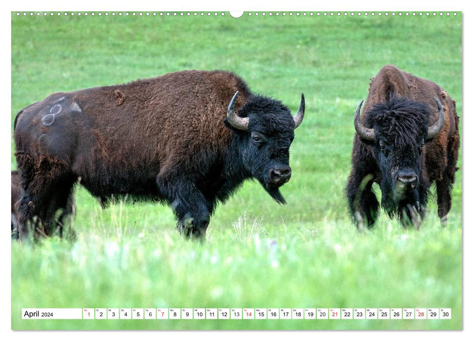 TATONKA Le bison d'Amérique du Nord (Calvendo Premium Calendrier mural 2024) 