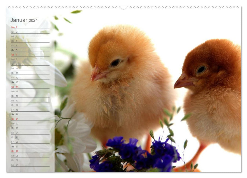 Chicks in the nursery appointment planner (CALVENDO Premium wall calendar 2024) 