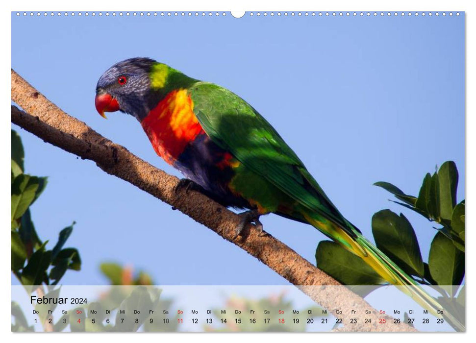 Regenbogen Papageien (CALVENDO Premium Wandkalender 2024)