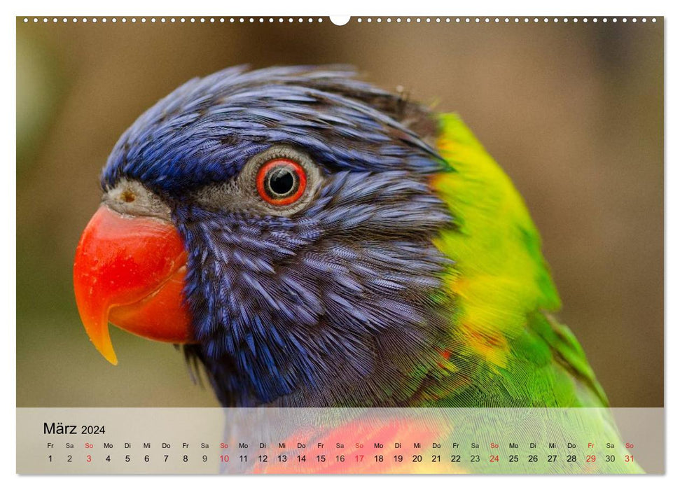 Perroquets arc-en-ciel (Calvendo Premium Wall Calendar 2024) 
