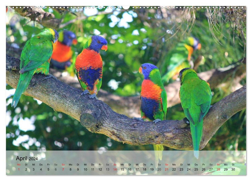 Regenbogen Papageien (CALVENDO Premium Wandkalender 2024)