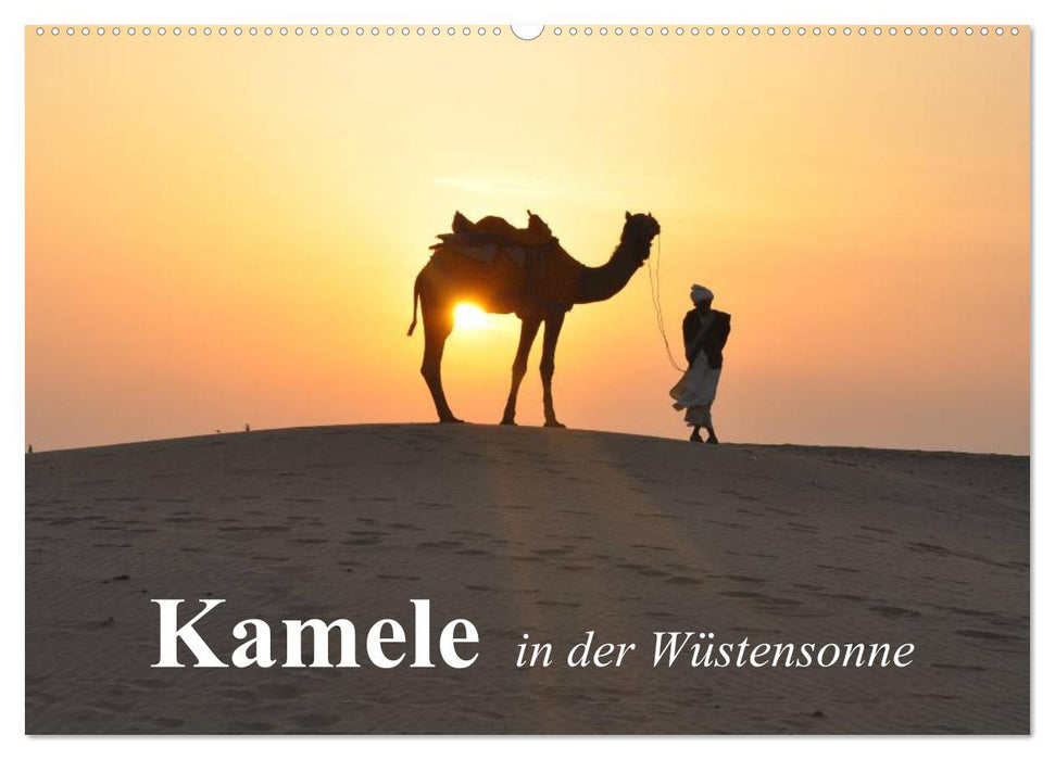 Kamele in der Wüstensonne (CALVENDO Wandkalender 2024)