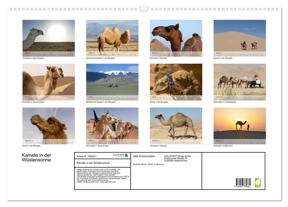 Camels in the desert sun (CALVENDO wall calendar 2024) 