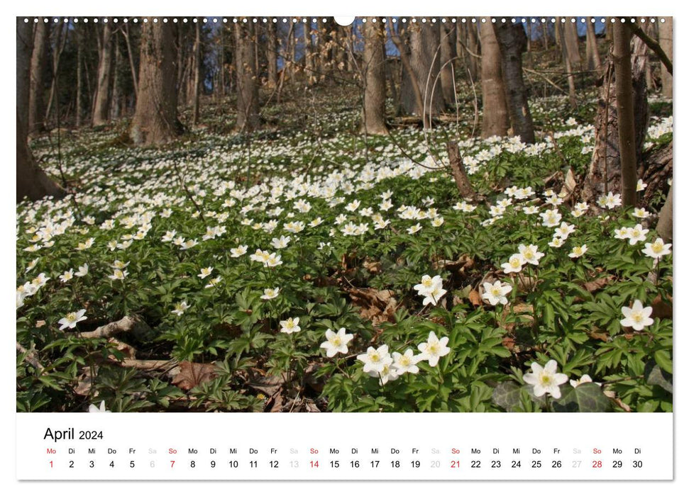 The Ebersberg Forest and its surroundings (CALVENDO wall calendar 2024) 