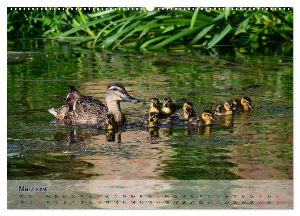 Gänse und Enten. Schnattern, watscheln, quaken! (CALVENDO Wandkalender 2024)