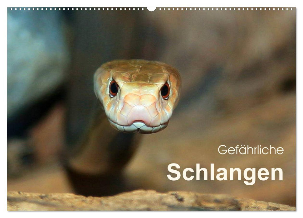 Gefährliche Schlangen (CALVENDO Wandkalender 2024)