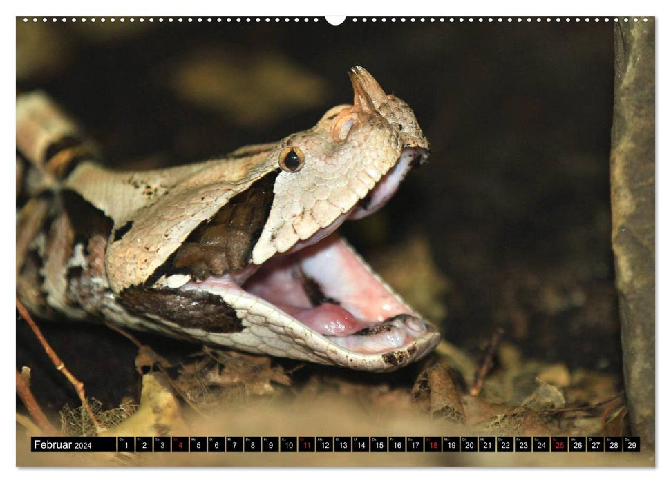 Dangerous snakes (CALVENDO wall calendar 2024) 