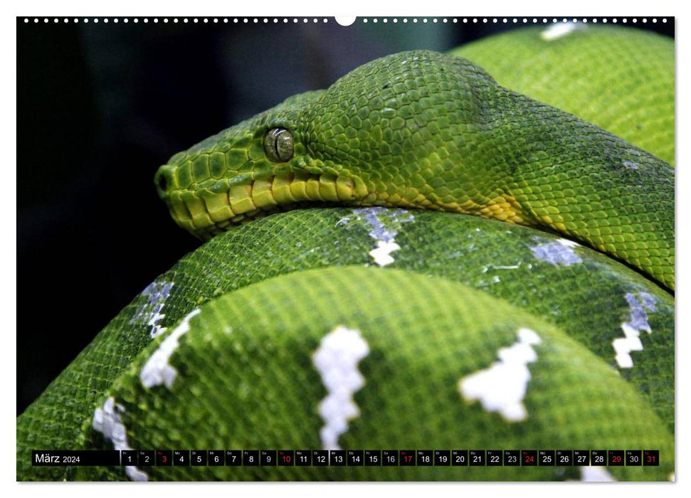 Gefährliche Schlangen (CALVENDO Wandkalender 2024)
