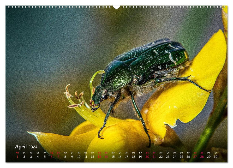 Insekten, Schönheit im verborgenen (CALVENDO Wandkalender 2024)