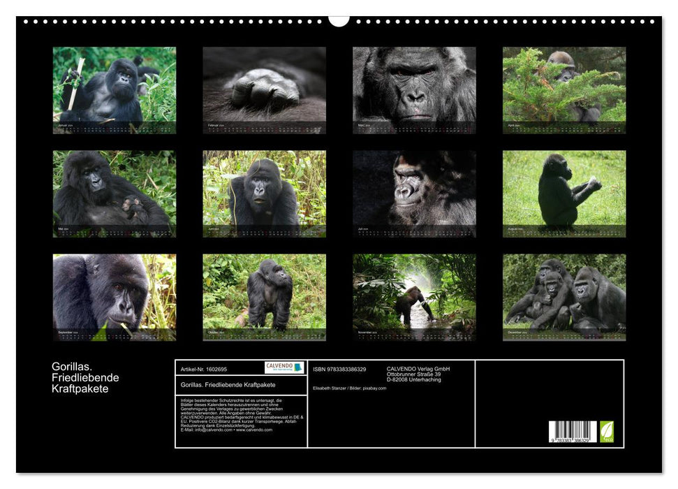 Gorillas. Peace-loving powerhouses (CALVENDO wall calendar 2024) 