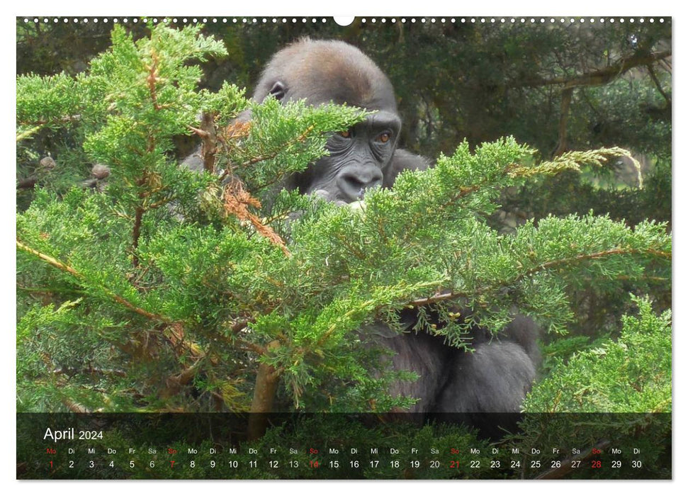 Gorillas. Friedliebende Kraftpakete (CALVENDO Wandkalender 2024)