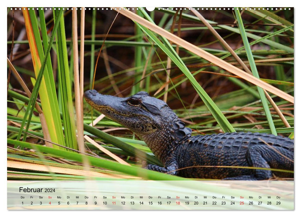 Große Echsen. Krokodile und Alligatoren (CALVENDO Wandkalender 2024)