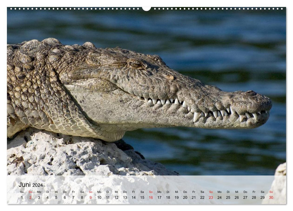 Große Echsen. Krokodile und Alligatoren (CALVENDO Wandkalender 2024)