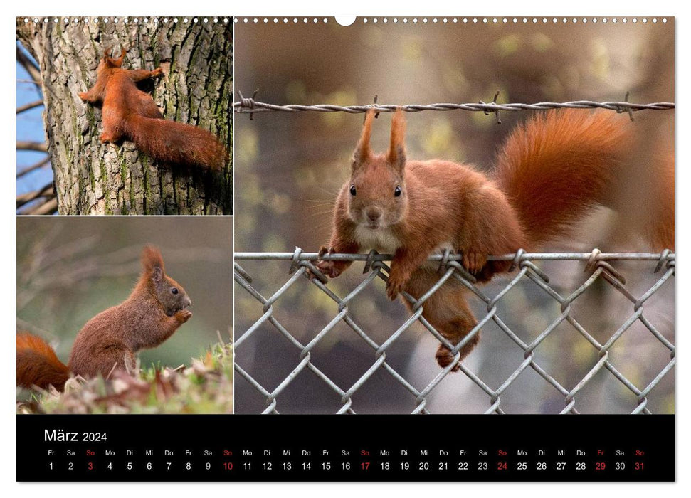 Le monde des écureuils sauvages ! (Calendrier mural CALVENDO 2024) 