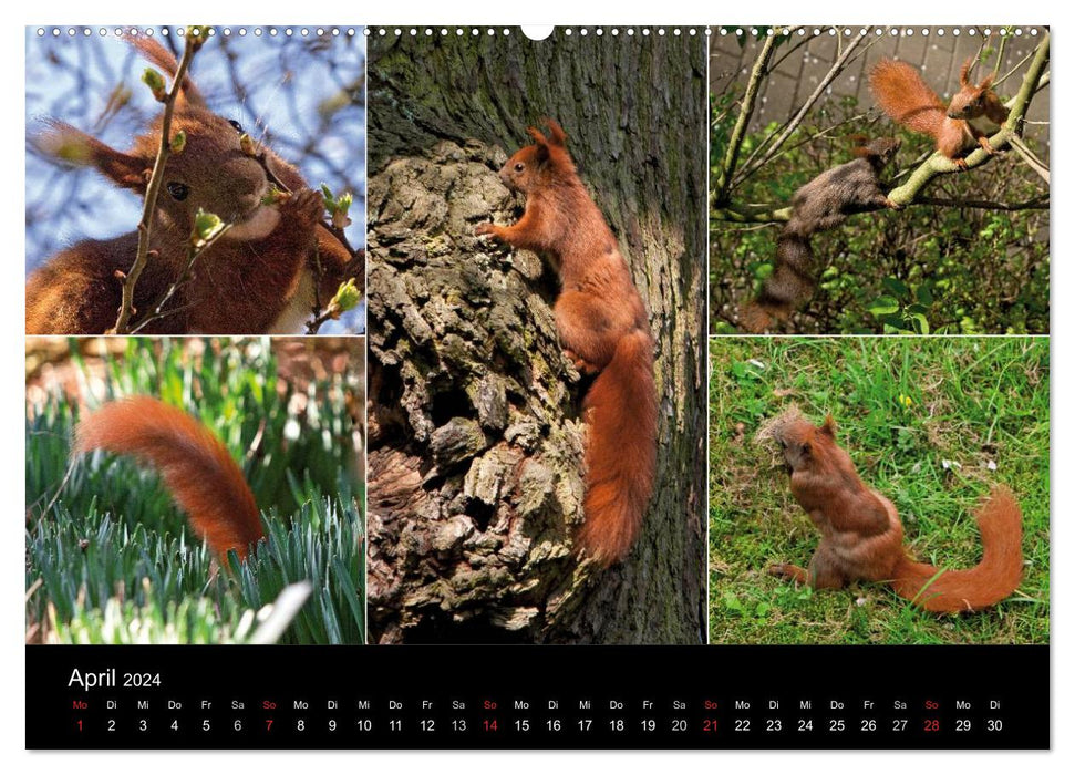 Wilde Eichhörnchenwelt! (CALVENDO Wandkalender 2024)