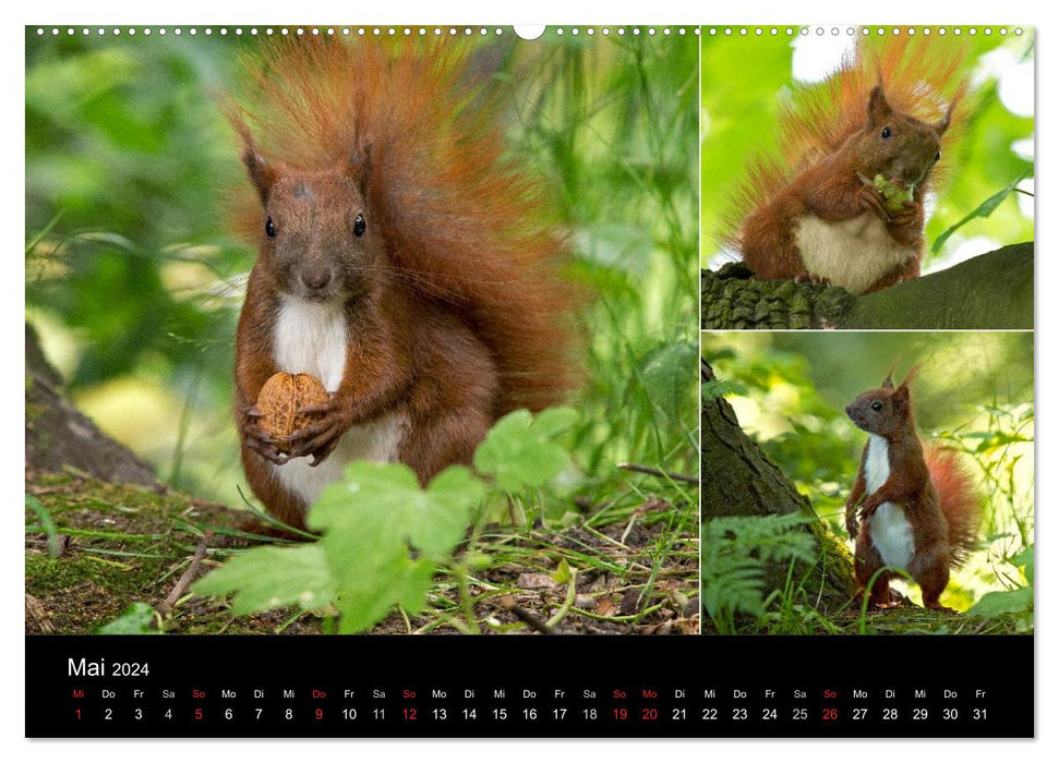 Wilde Eichhörnchenwelt! (CALVENDO Wandkalender 2024)