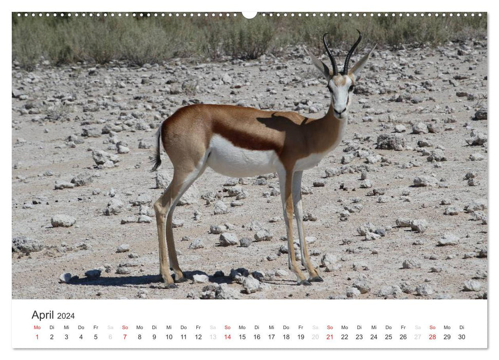 Namibia - Animal Diversity (CALVENDO Premium Wall Calendar 2024) 