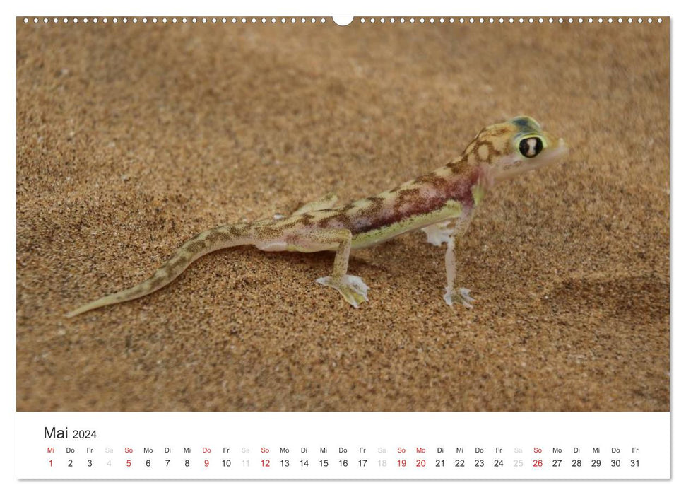 Namibia - Animal Diversity (CALVENDO Premium Wall Calendar 2024) 