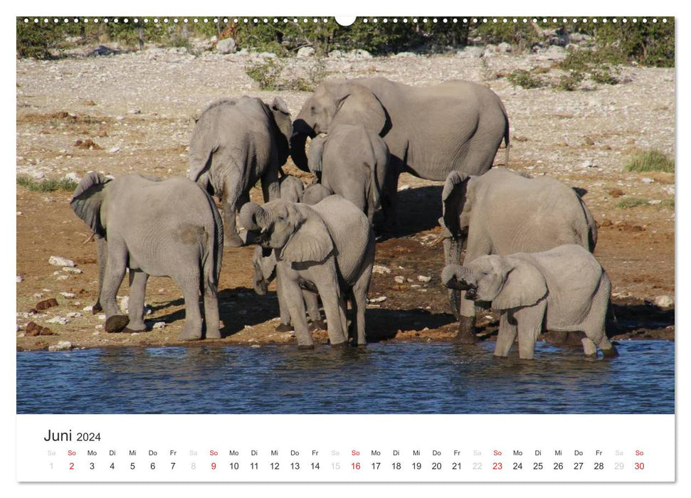 Namibia - Animal Diversity (CALVENDO Premium Wall Calendar 2024) 