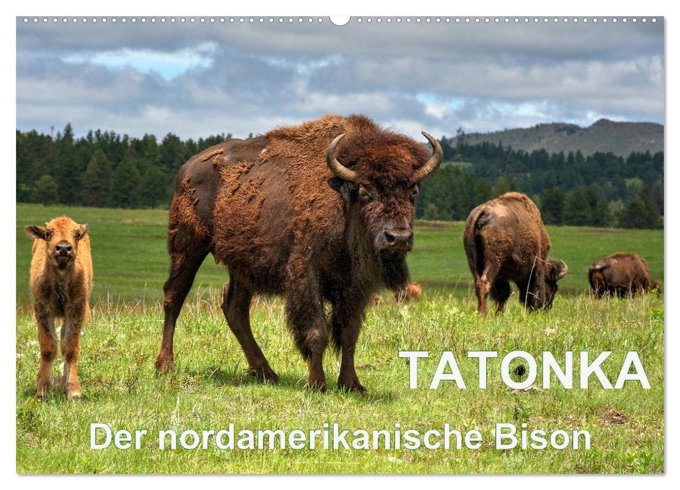 TATONKA Der nordamerikanische Bison (CALVENDO Wandkalender 2024)