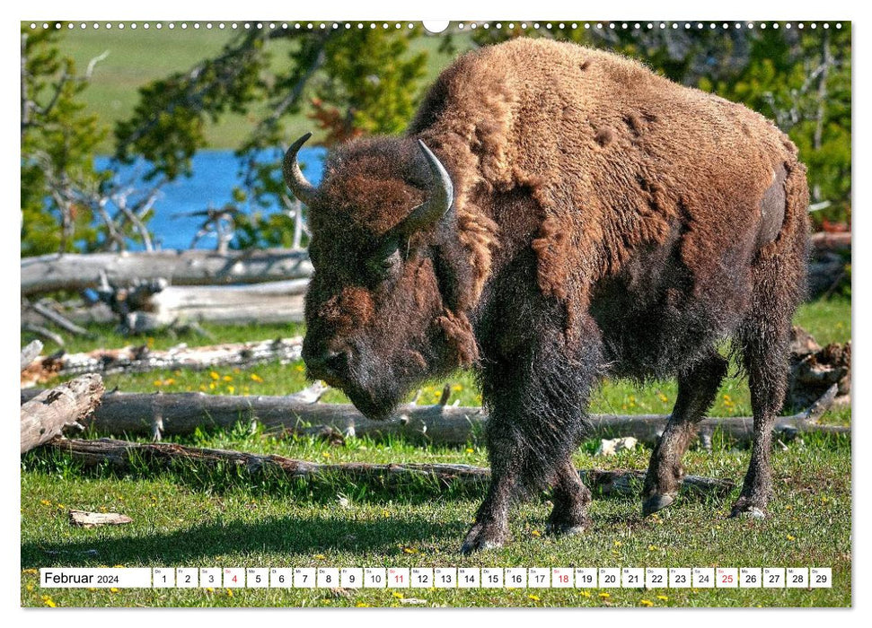 TATONKA The North American Bison (CALVENDO Wall Calendar 2024) 