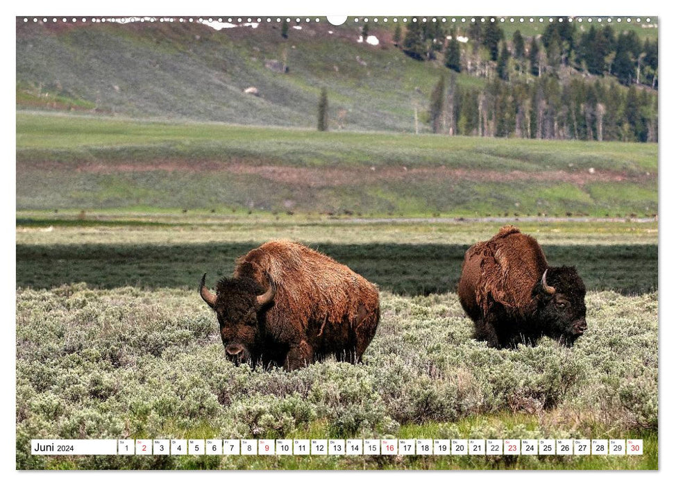 TATONKA Der nordamerikanische Bison (CALVENDO Wandkalender 2024)