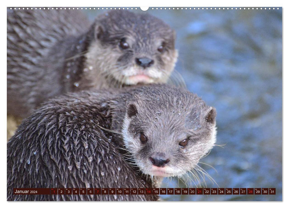 Otter. Bold, loud and clever (CALVENDO Premium Wall Calendar 2024) 