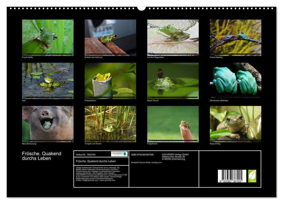 Frogs. Quacking through life (CALVENDO Premium Wall Calendar 2024) 