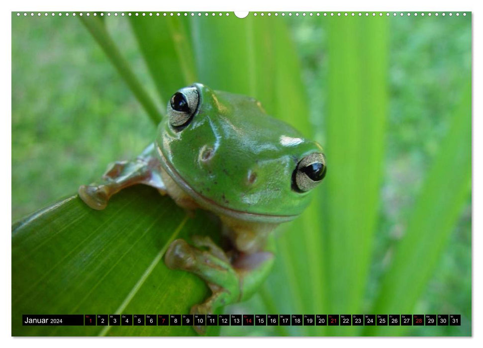 Frogs. Quacking through life (CALVENDO Premium Wall Calendar 2024) 