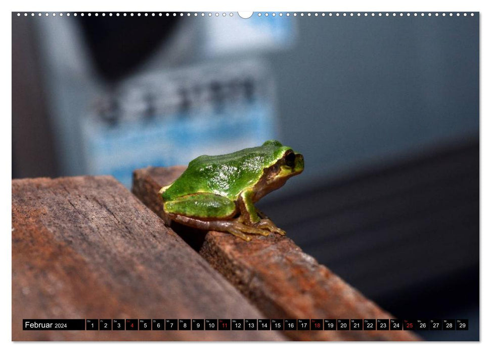 Frogs. Quacking through life (CALVENDO Premium Wall Calendar 2024) 