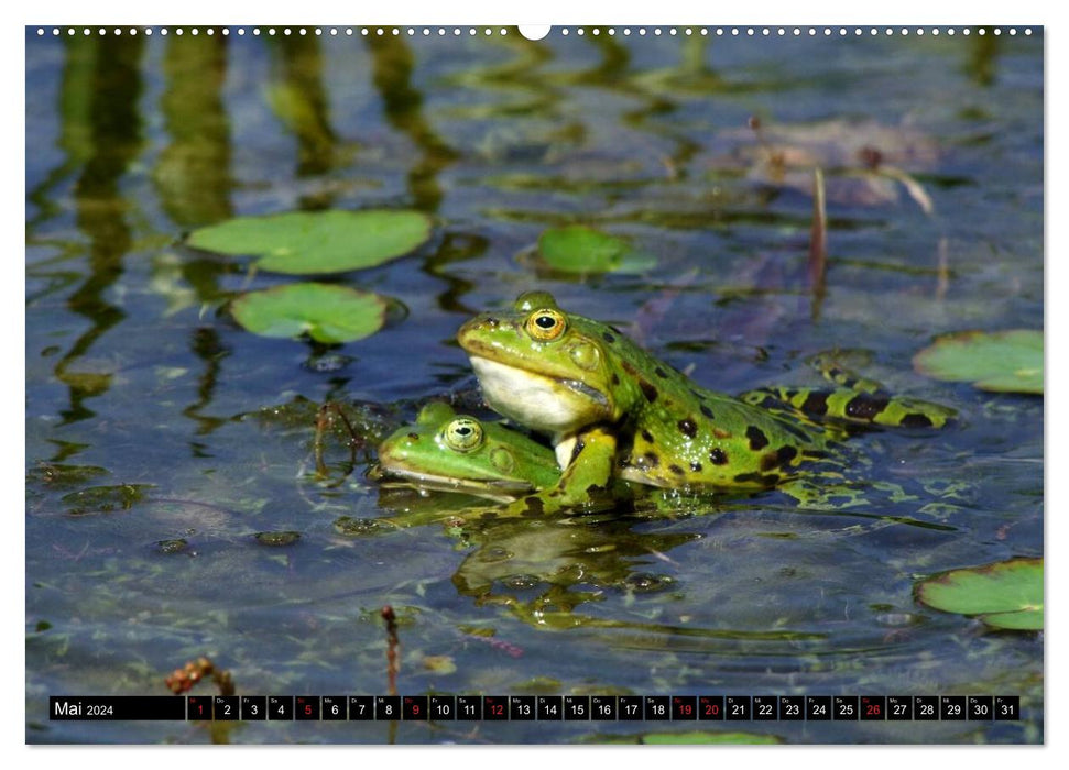 Frogs. Quacking through life (CALVENDO Premium Wall Calendar 2024) 