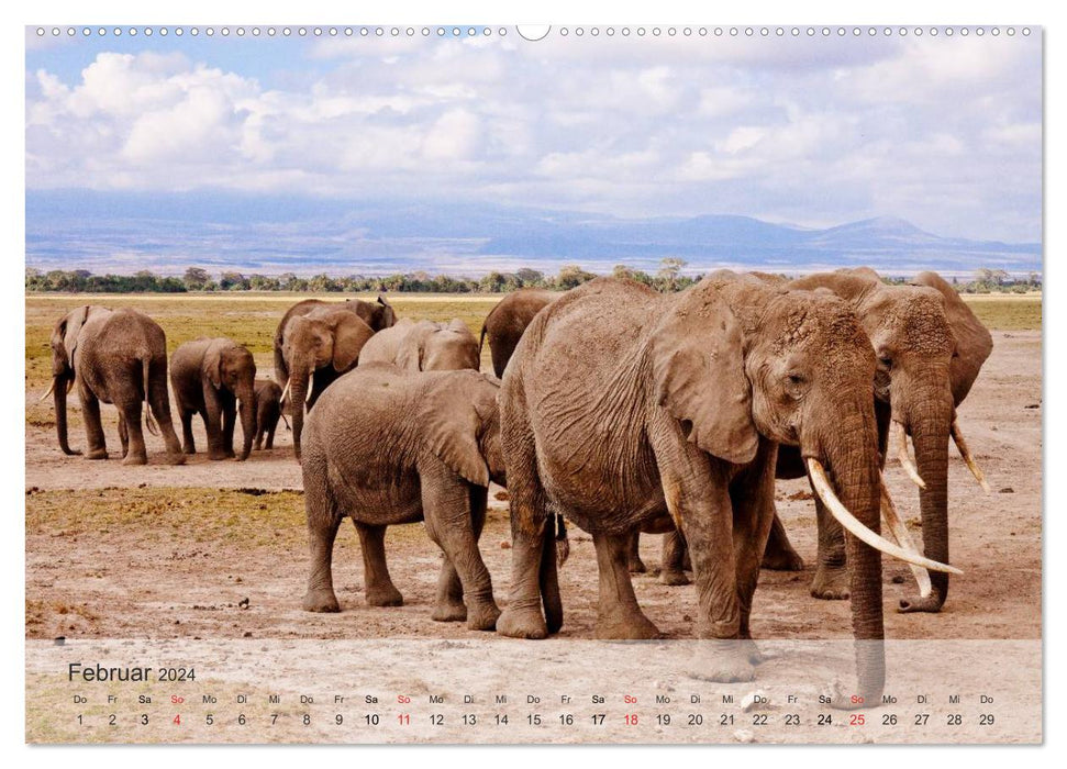 Africa's beautiful wildlife (CALVENDO Premium Wall Calendar 2024) 
