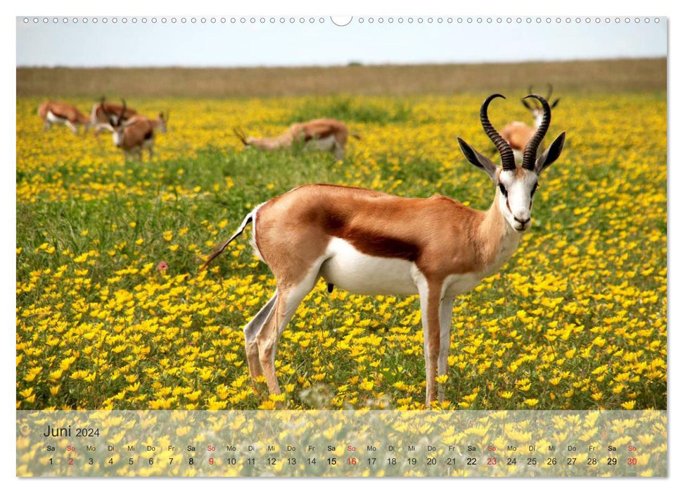 Africa's beautiful wildlife (CALVENDO Premium Wall Calendar 2024) 