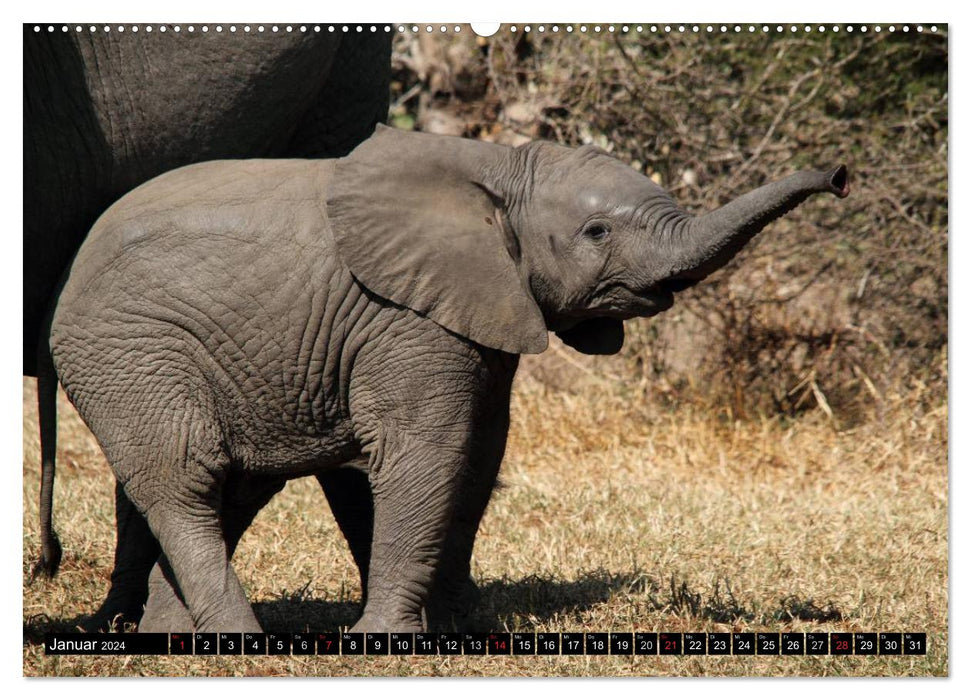 Fascination Africa - Elephants (CALVENDO wall calendar 2024) 