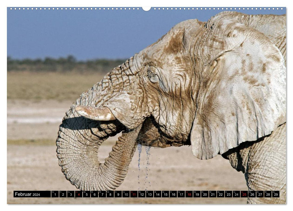 Fascination Afrique - Éléphants (Calendrier mural CALVENDO 2024) 