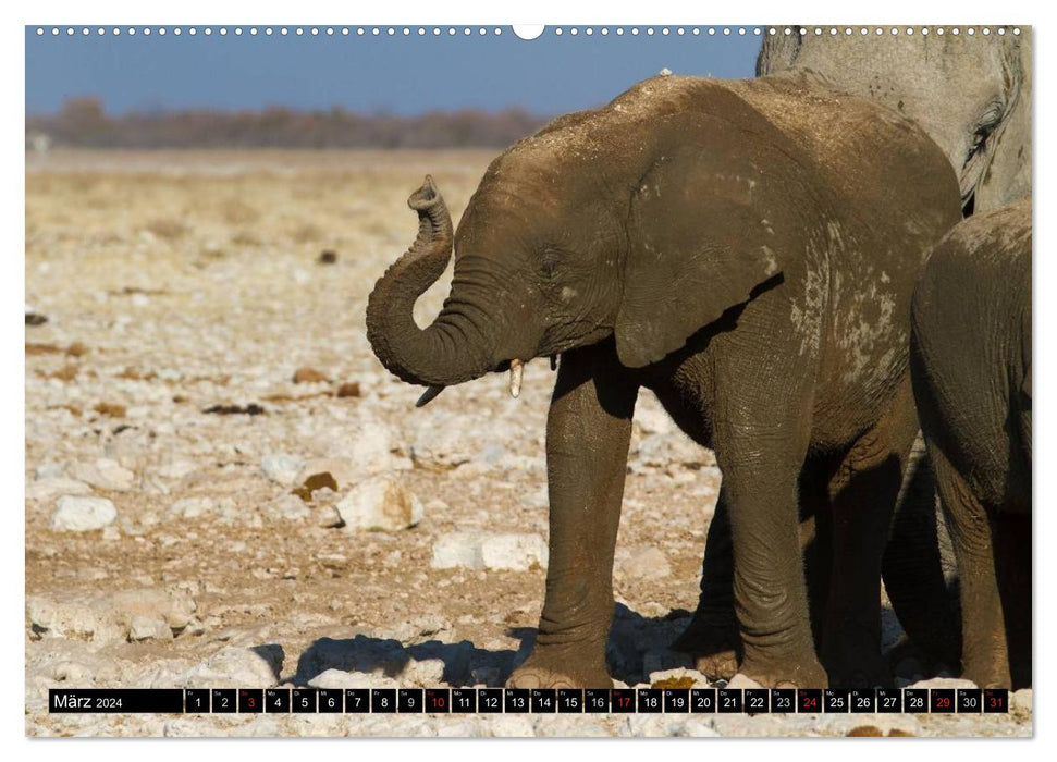 Fascination Africa - Elephants (CALVENDO wall calendar 2024) 