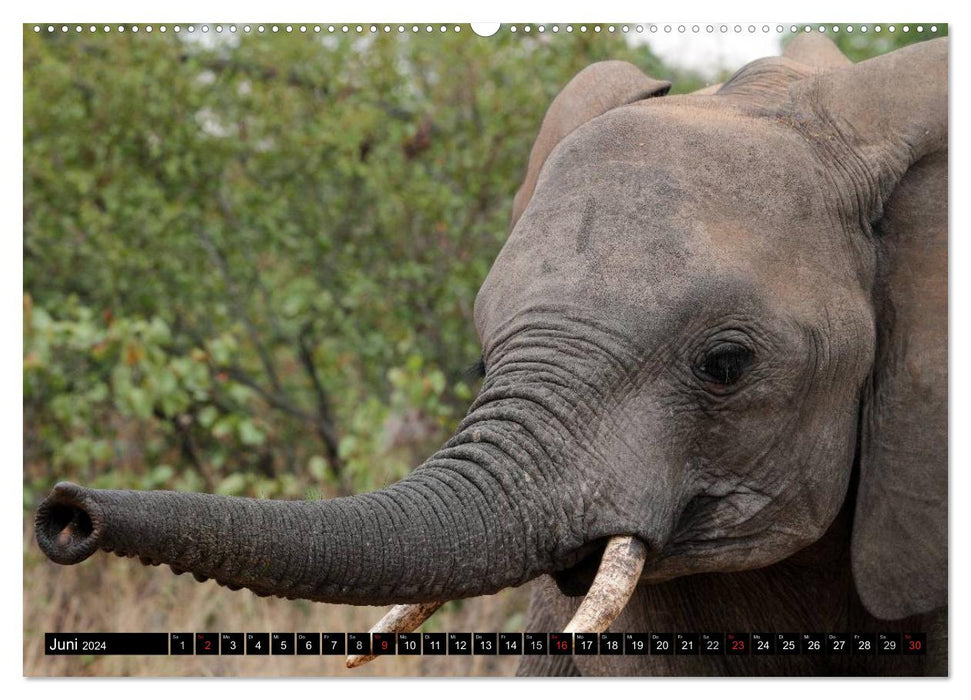 Fascination Afrique - Éléphants (Calendrier mural CALVENDO 2024) 