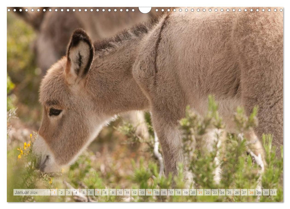 Magical donkeys (CALVENDO wall calendar 2024) 