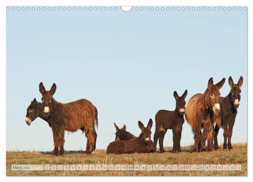 Magical donkeys (CALVENDO wall calendar 2024) 