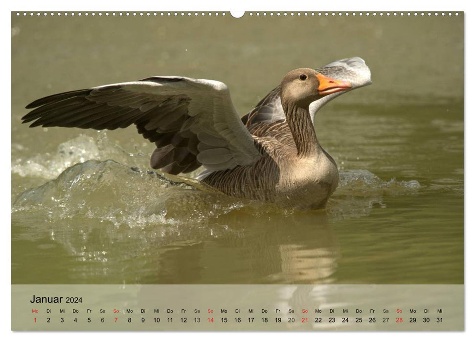 Oies et canards. Bavarder, se dandiner, cancaner ! (Calendrier mural CALVENDO Premium 2024) 