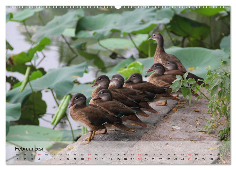 Oies et canards. Bavarder, se dandiner, cancaner ! (Calendrier mural CALVENDO Premium 2024) 