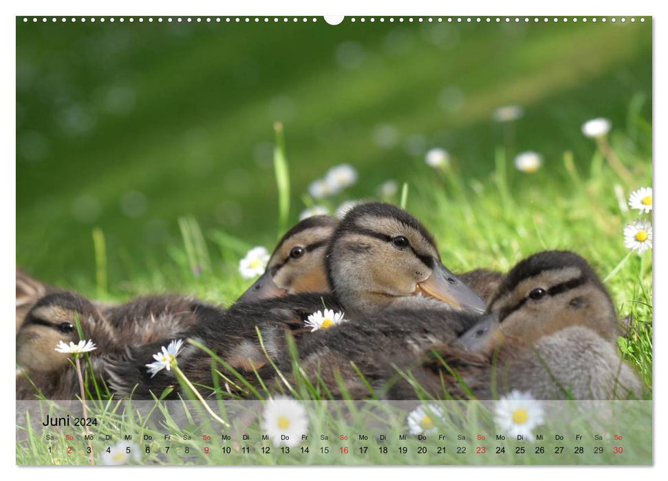 Oies et canards. Bavarder, se dandiner, cancaner ! (Calendrier mural CALVENDO Premium 2024) 