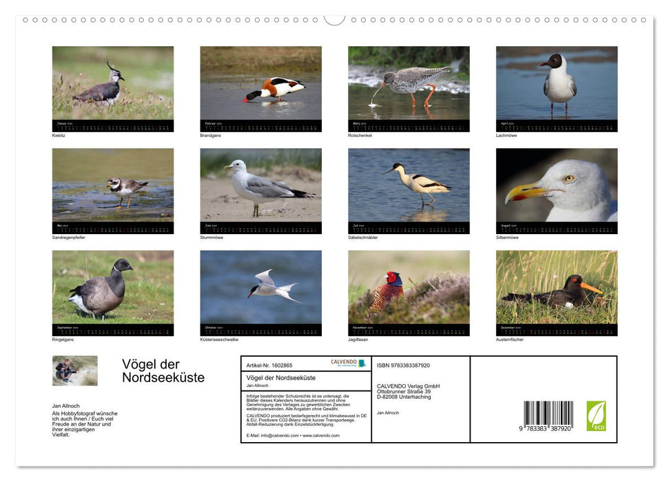 Birds of the North Sea Coast (CALVENDO Premium Wall Calendar 2024) 