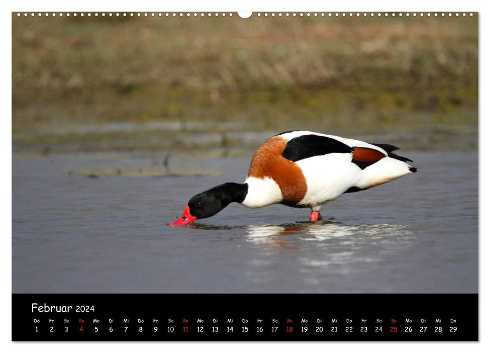 Oiseaux de la côte de la mer du Nord (Calvendo Premium Wall Calendar 2024) 