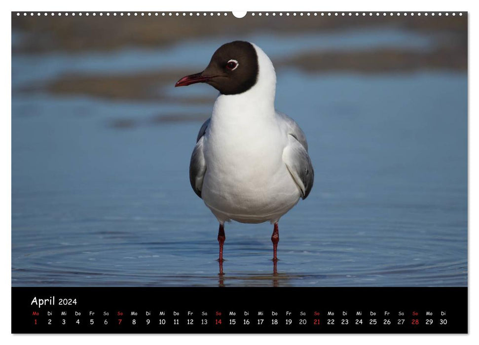Oiseaux de la côte de la mer du Nord (Calvendo Premium Wall Calendar 2024) 