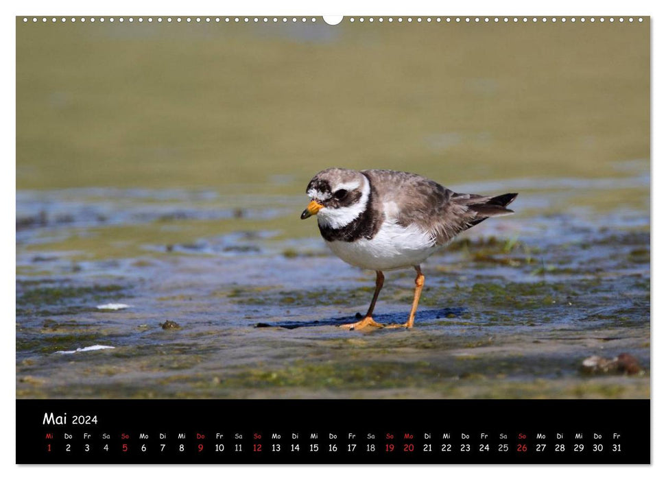 Birds of the North Sea Coast (CALVENDO Premium Wall Calendar 2024) 