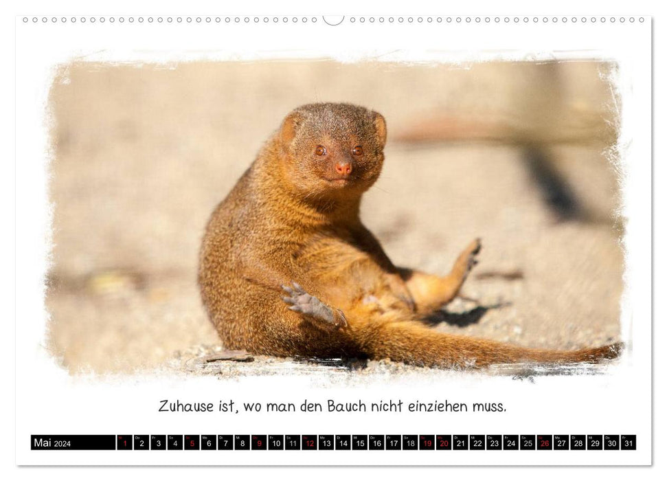 Animalically funny (CALVENDO Premium Wall Calendar 2024) 