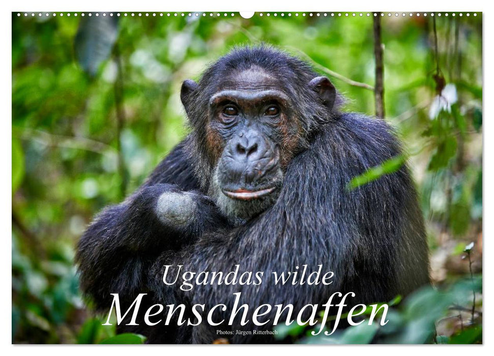 Les grands singes sauvages d'Ouganda (Calendrier mural CALVENDO 2024) 